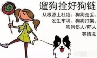 没什么宠物是人类遛不了的