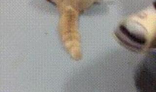 猫咪闻到臭脚为什么要张嘴