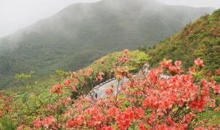 山丹丹开花红艳艳dj