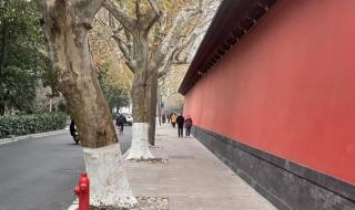 新年第一天为什么叫元旦